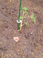 桃太郎という品種のトマト